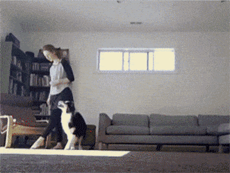 머리 나쁘고 저질체력인 인간은 같이 살기 힘든 댕댕이.jpgif | 인스티즈