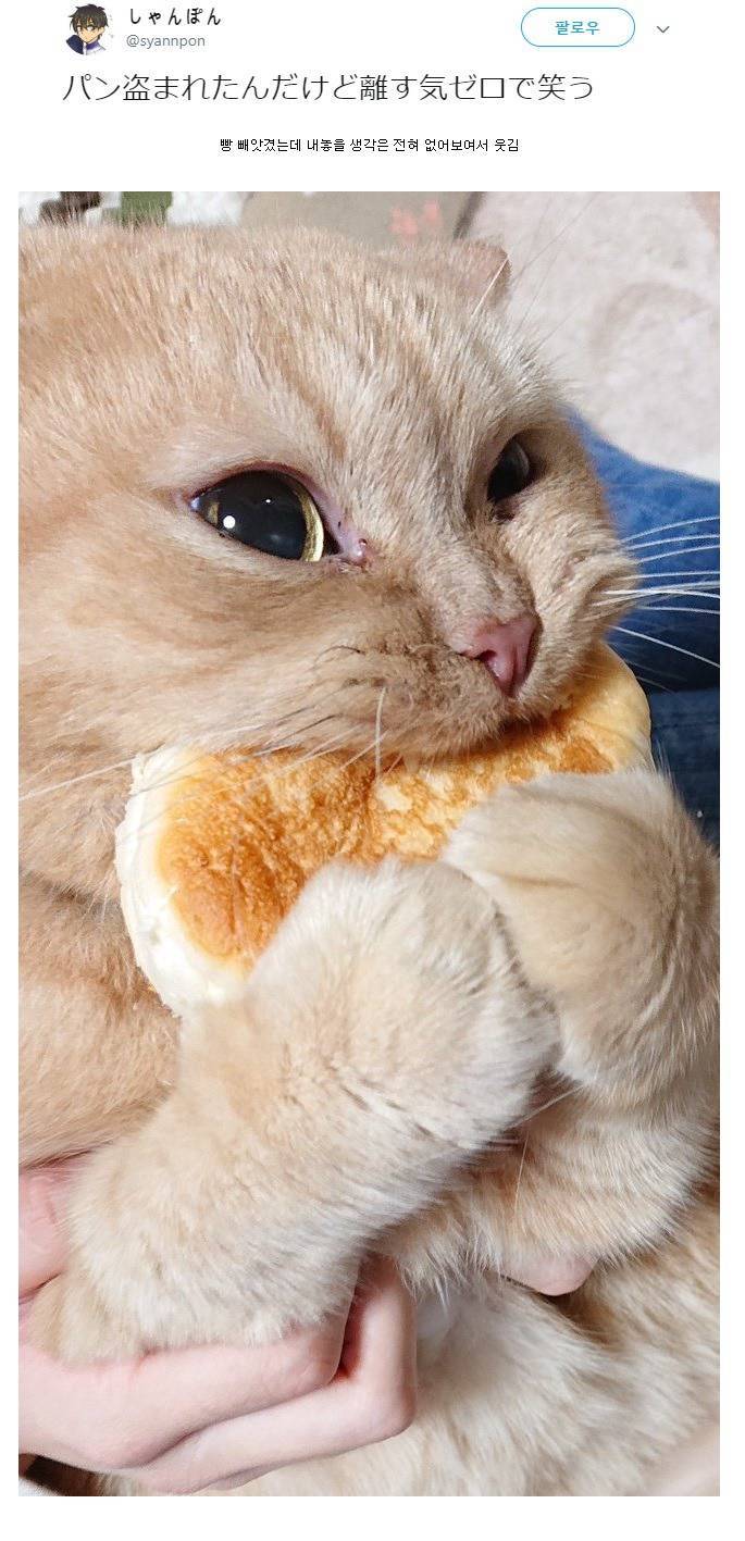 고양이가 빵을 훔쳐갔는데 내놓지 않는다 | 인스티즈