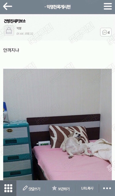 평화로운 익친이네 개들.jpg | 인스티즈