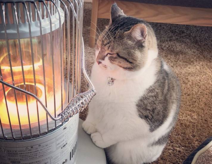 따뜻한걸 좋아하는 냥이 | 인스티즈