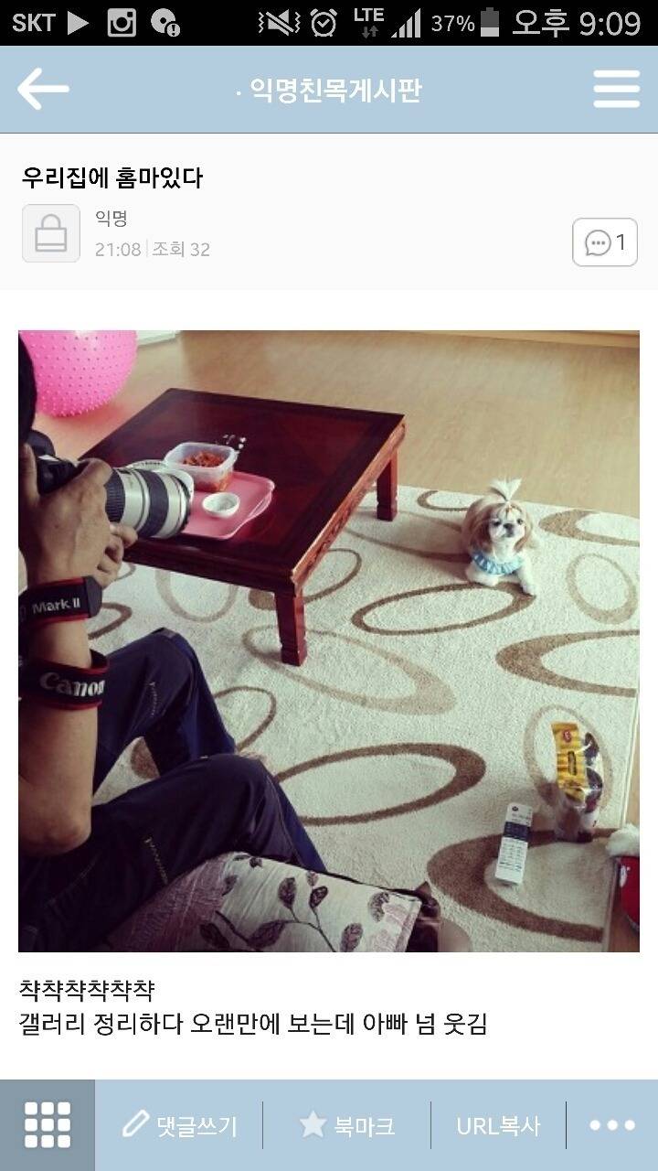 평화로운 익친이네 개들.jpg | 인스티즈