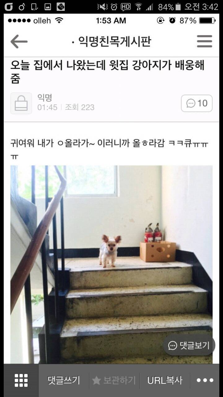 평화로운 익친이네 개들.jpg | 인스티즈