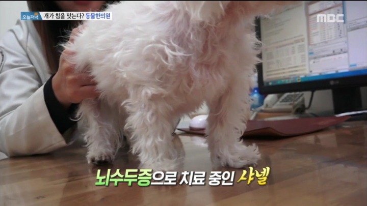 강아지 한의원.jpg | 인스티즈