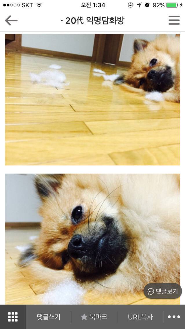 평화로운 익친이네 개들.jpg | 인스티즈