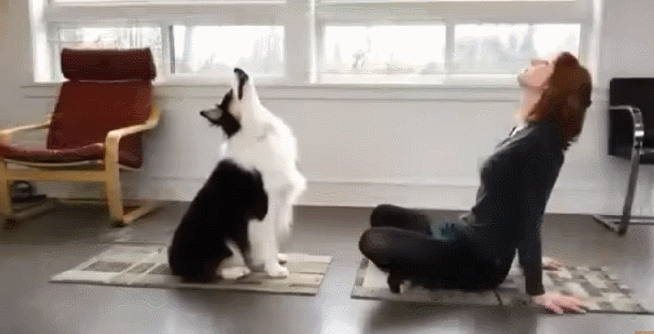 머리 나쁘고 저질체력인 인간은 같이 살기 힘든 댕댕이.jpgif | 인스티즈