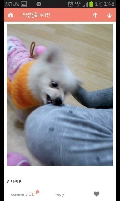 평화로운 익친이네 개들.jpg | 인스티즈