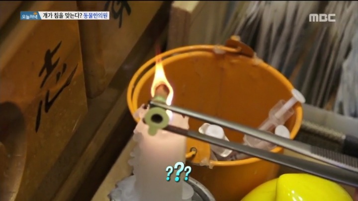 강아지 한의원.jpg | 인스티즈