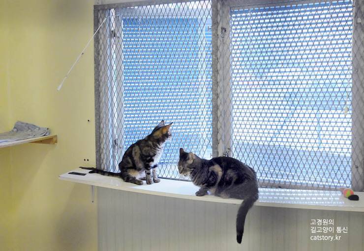 스웨덴의 고양이 보호소.bgm | 인스티즈