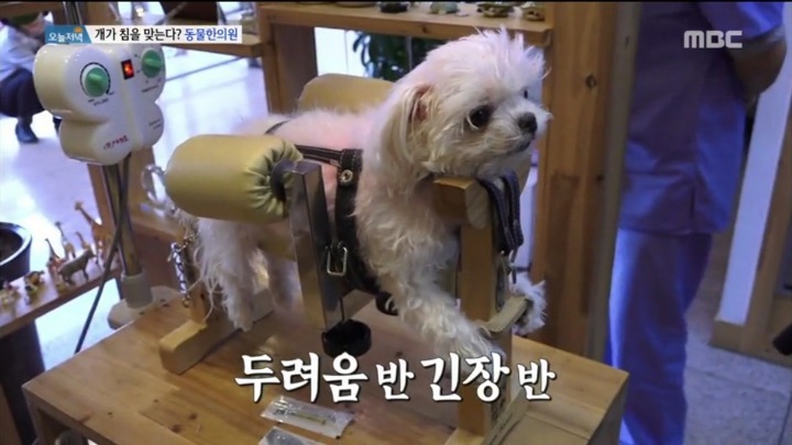 강아지 한의원.jpg | 인스티즈