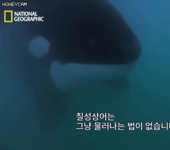 상어의 공격을 가볍게 피하는 범고래 | 인스티즈