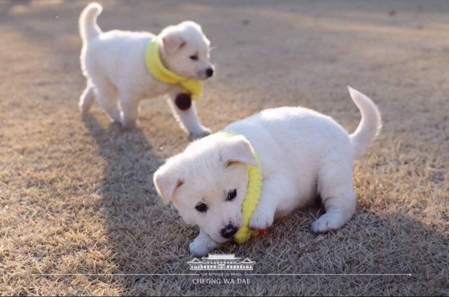 목도리 선물받은 청와대 강아지들 | 인스티즈