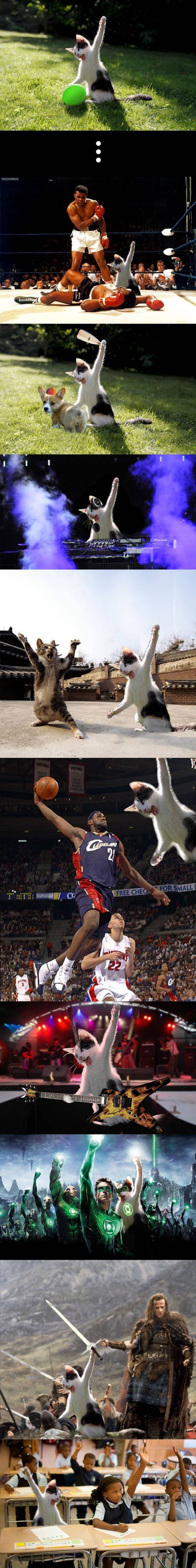 고양이 활용법 .jpg | 인스티즈