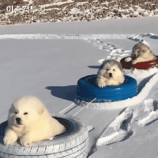 썰매타는 댕댕이 삼형제 .gif | 인스티즈