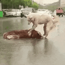 로드킬 당한 친구를 깨우는 댕댕이.gif | 인스티즈