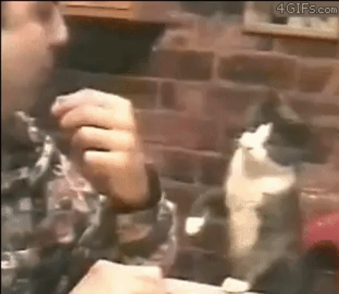 고양이호텔에서 주인에게 보낸 사진 | 인스티즈