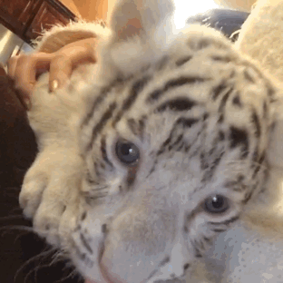 귀여운 백호 모음 .gif | 인스티즈