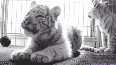 귀여운 백호 모음 .gif | 인스티즈