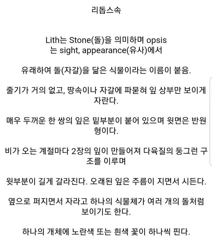 돌처럼 보이게 진화한 남아프리카 식물.jpg | 인스티즈