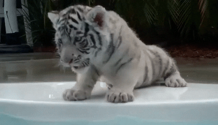 귀여운 백호 모음 .gif | 인스티즈