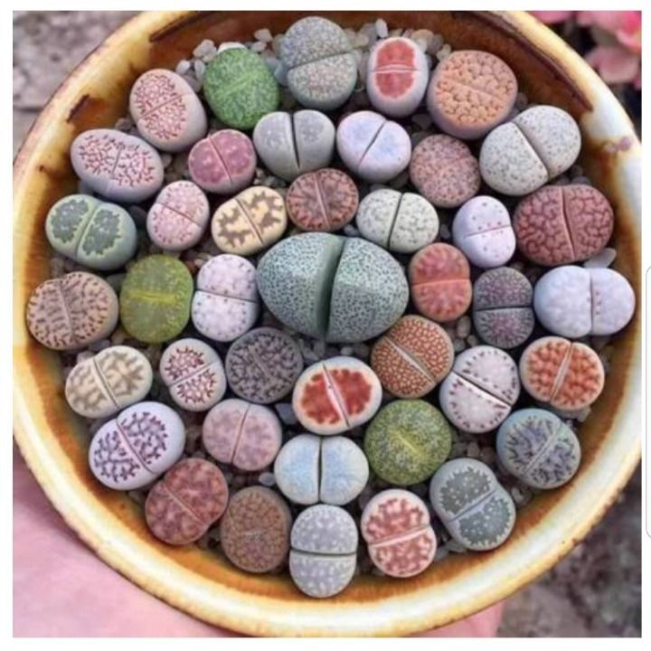 돌처럼 보이게 진화한 남아프리카 식물.jpg | 인스티즈