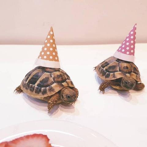 어느 디씨인의 거북이 돌잔치.jpg | 인스티즈