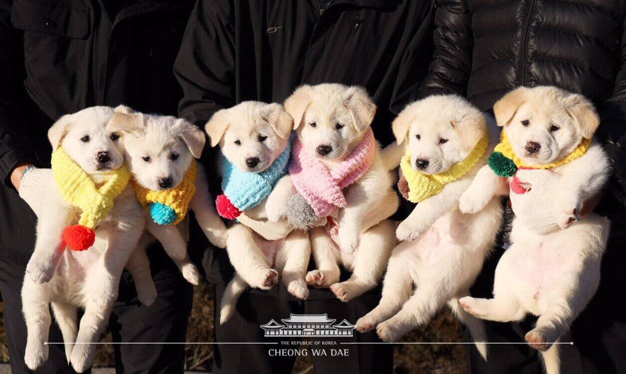 목도리 선물받은 청와대 강아지들 | 인스티즈