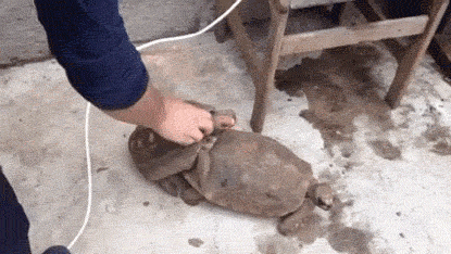 거북이 섹스...gif | 인스티즈