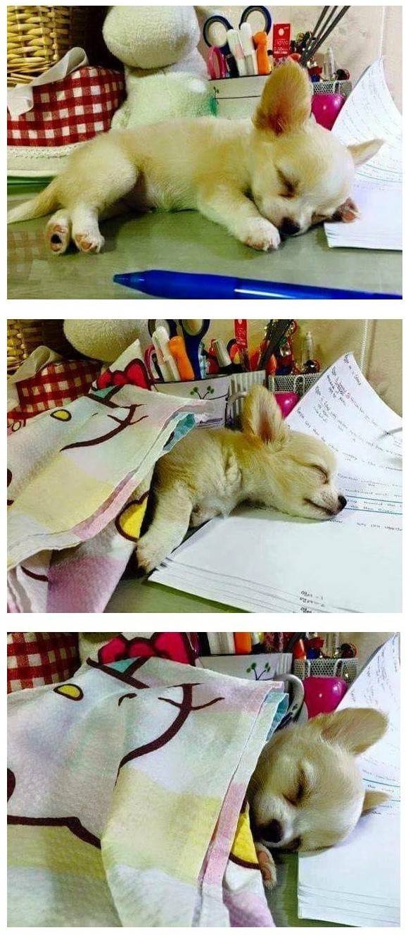 공부하는데 옆에 와서 잠이든 강아지 | 인스티즈