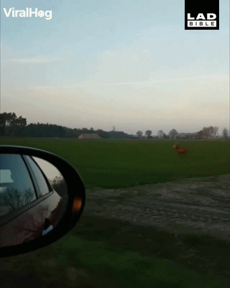 순록이 썰매를 끄는 이유..gif | 인스티즈