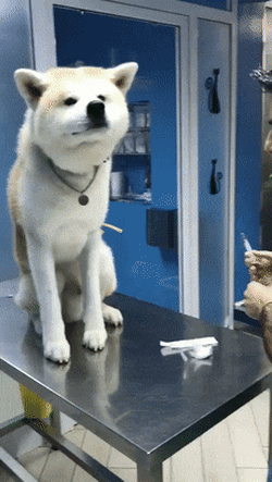 주사 맞는 게 익숙한 댕댕이 | 인스티즈