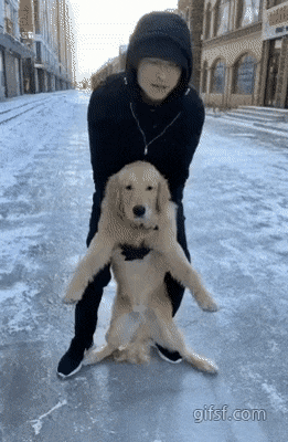 빙판길을 처음 겪는 댕댕이(리트리버)의 반응.gif | 인스티즈