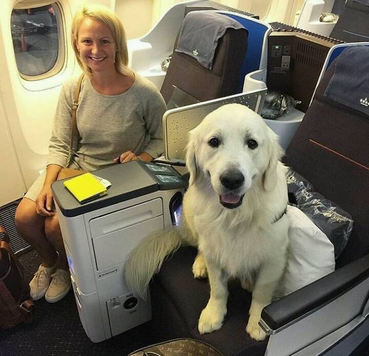 비행기를 탄 댕댕이들 | 인스티즈