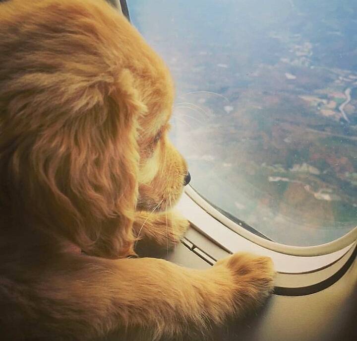 비행기를 탄 댕댕이들 | 인스티즈