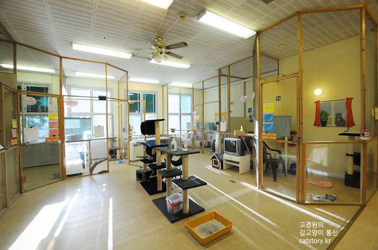 스웨덴의 고양이 보호소.bgm | 인스티즈