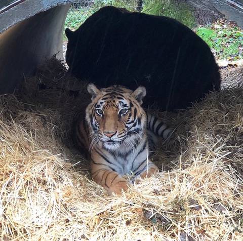 친구가 죽어서 슬픈 곰 | 인스티즈