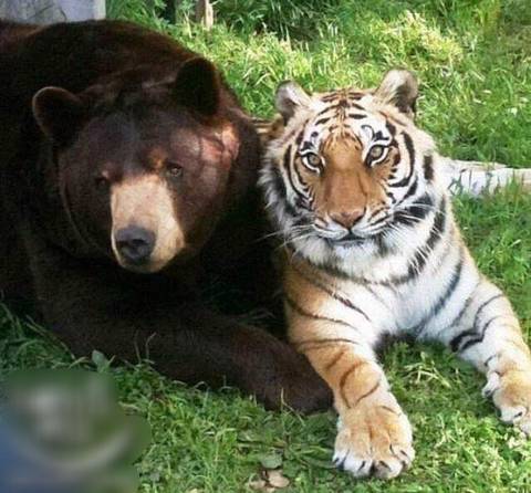 친구가 죽어서 슬픈 곰 | 인스티즈