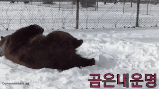 친구가 죽어서 슬픈 곰 | 인스티즈