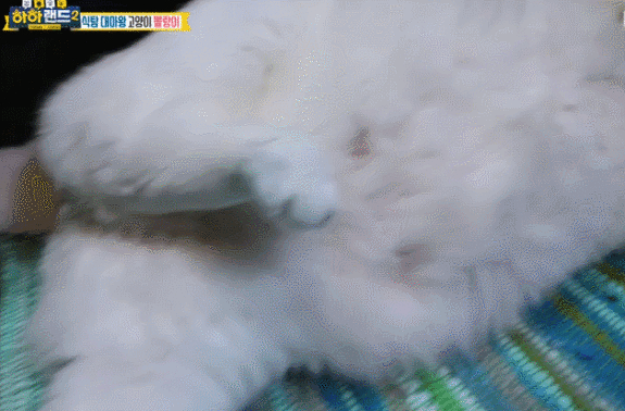 새벽에 밥달라고 집사 깨우는 뚱냥이.gif | 인스티즈