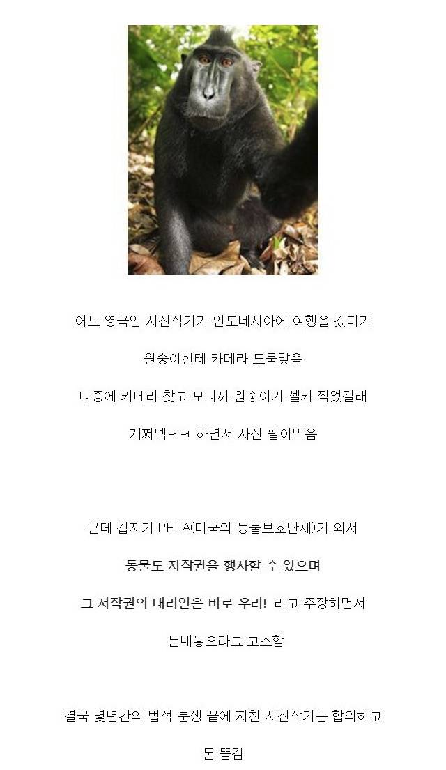 이말년이였으면 이겼을 저작권 분쟁 | 인스티즈