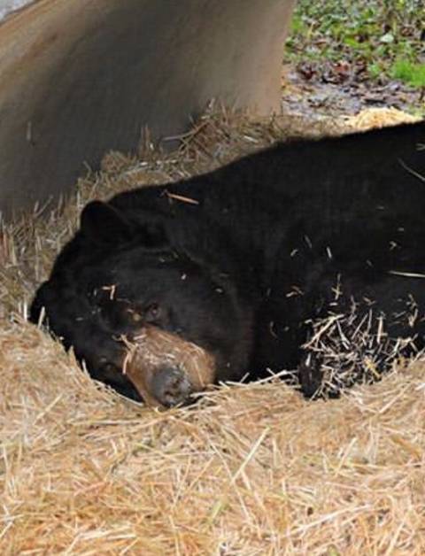 친구가 죽어서 슬픈 곰 | 인스티즈