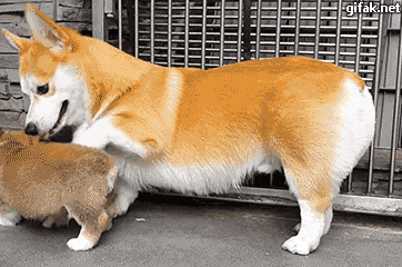 앉는방법 알려주는 웰시코기.gif | 인스티즈