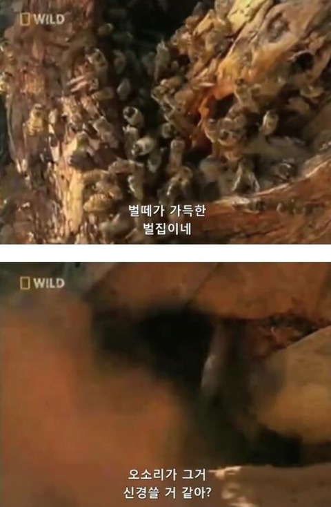 벌꿀오소리는 x도 신경 안쓴다구 | 인스티즈