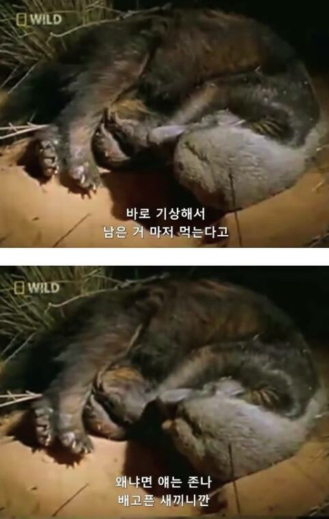 벌꿀오소리는 x도 신경 안쓴다구 | 인스티즈