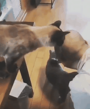 민머리가 신기한 고양이.gif | 인스티즈