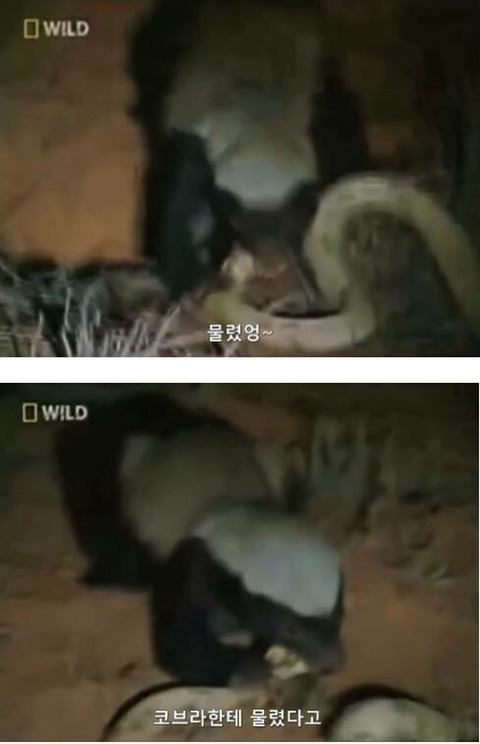 벌꿀오소리는 x도 신경 안쓴다구 | 인스티즈