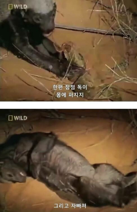 벌꿀오소리는 x도 신경 안쓴다구 | 인스티즈