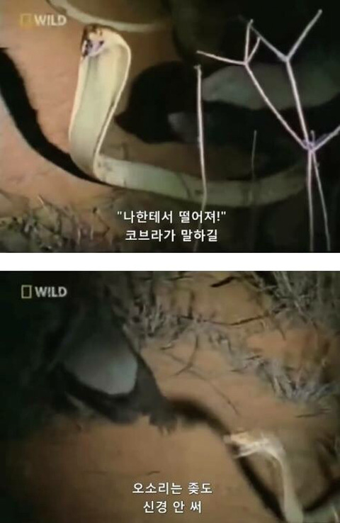 벌꿀오소리는 x도 신경 안쓴다구 | 인스티즈