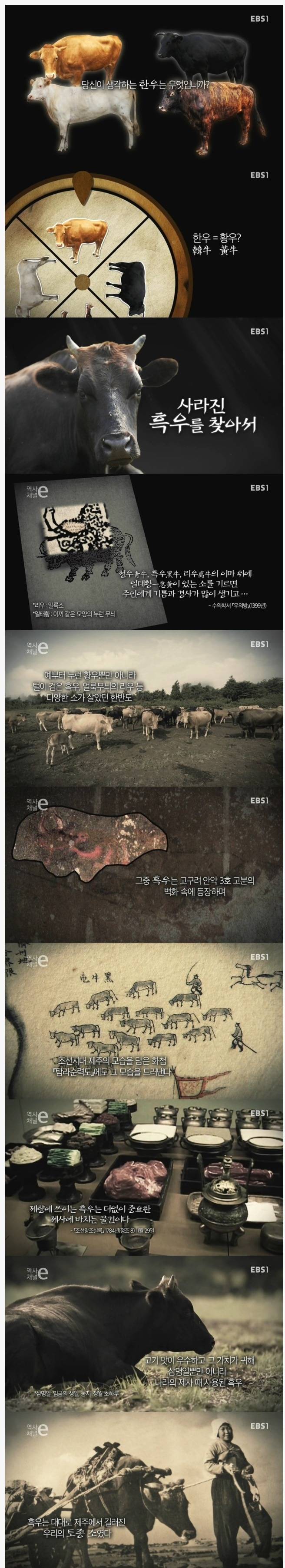 일본이 강탈해간 한국토종 흑우 | 인스티즈