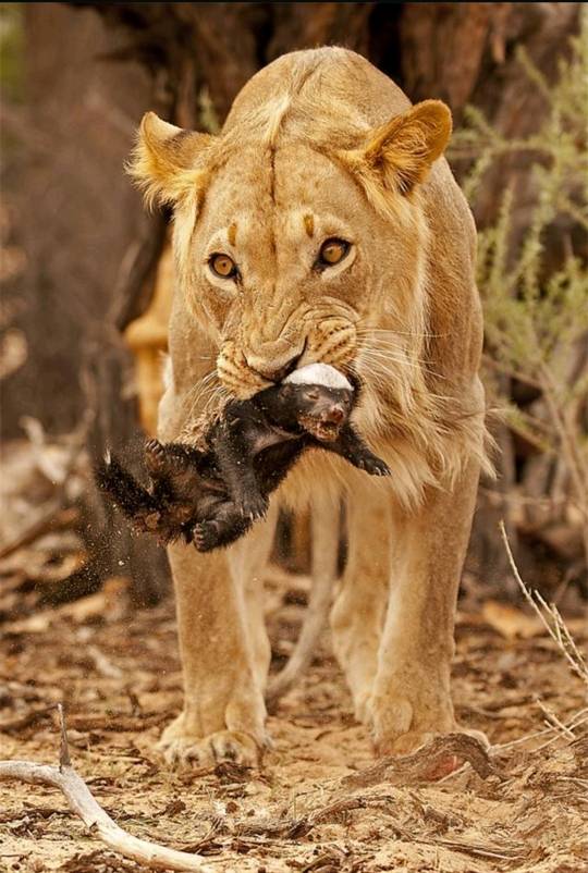 사자한테 깝치는 벌꿀 오소리.gif | 인스티즈