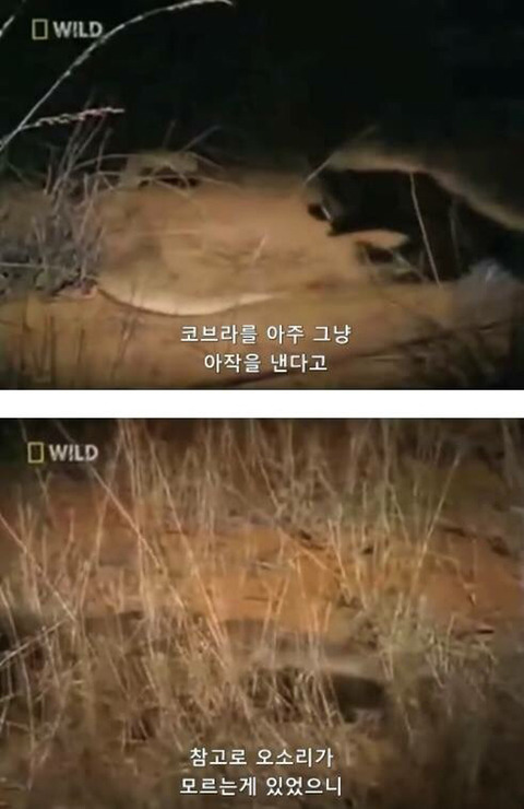 벌꿀오소리는 x도 신경 안쓴다구 | 인스티즈